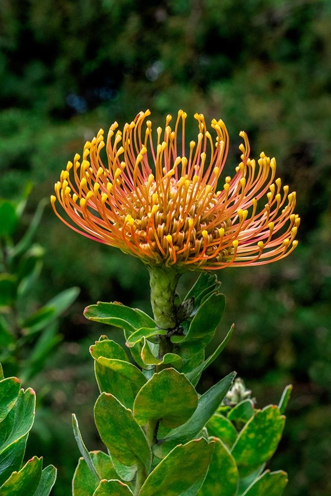 Pincushion Flower